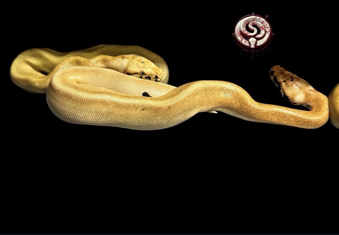 Python brongersmai Magpie Matrix / Magpie Ivory del criadero Top Notch Pythons MX