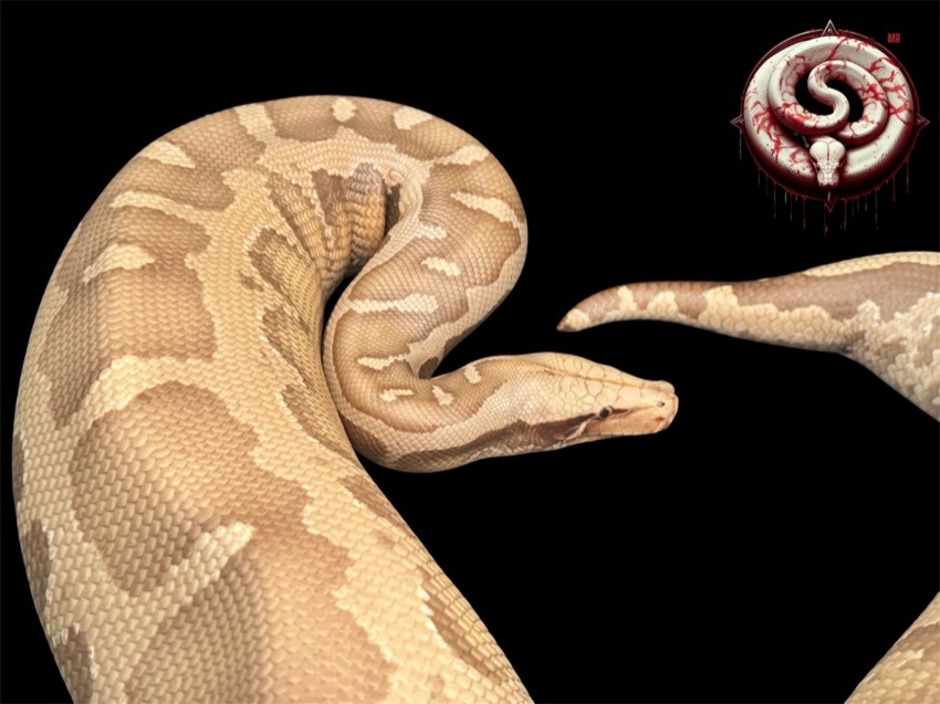 Ejemplar del criadero Top Notch Pythons MX