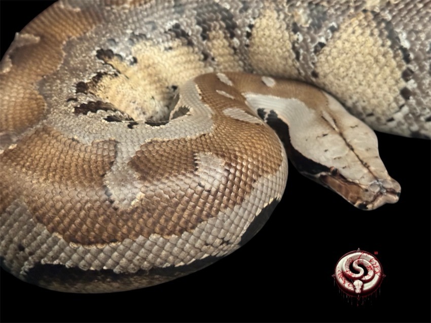 Ejemplar del criadero Top Notch Pythons MX