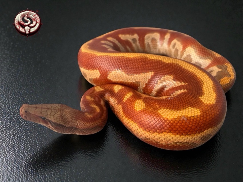 Ejemplar del criadero Top Notch Pythons MX