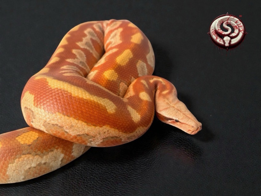 Ejemplar del criadero Top Notch Pythons MX