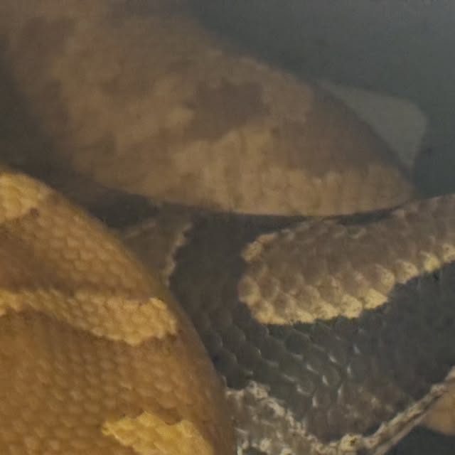 Python breitensteini (pitón de Borneo) del criadero Top Notch Pythons MX