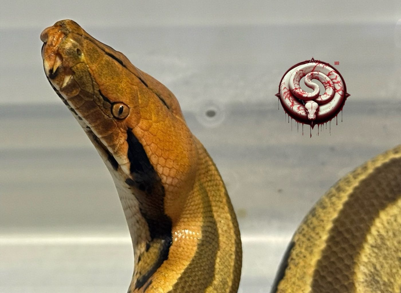 Python breitensteini (pitón de Borneo) del criadero Top Notch Pythons MX