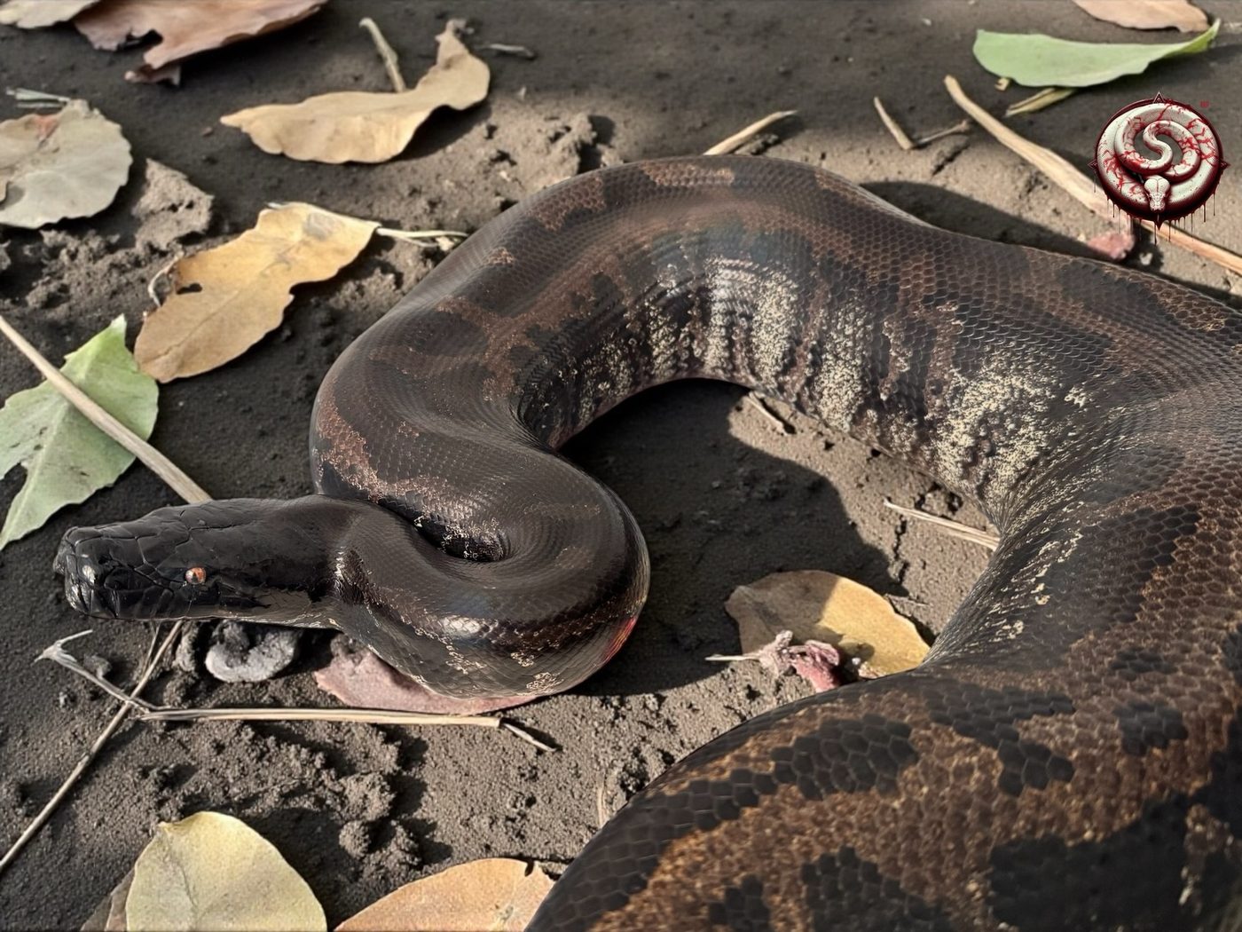 Python curtus (pitón de Sumatra) del criadero Top Notch Pythons MX
