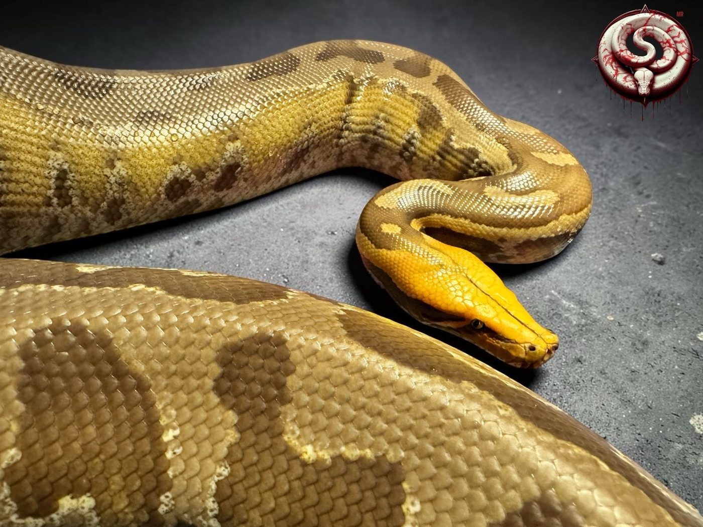 Python curtus (pitón de Sumatra) del criadero Top Notch Pythons MX
