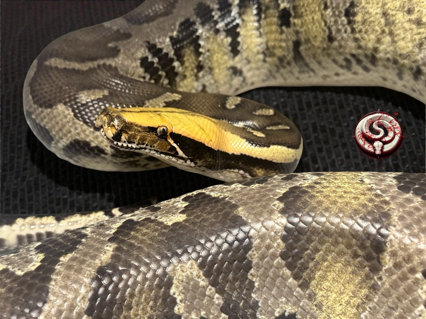 Python curtus (pitón de Sumatra) del criadero Top Notch Pythons MX