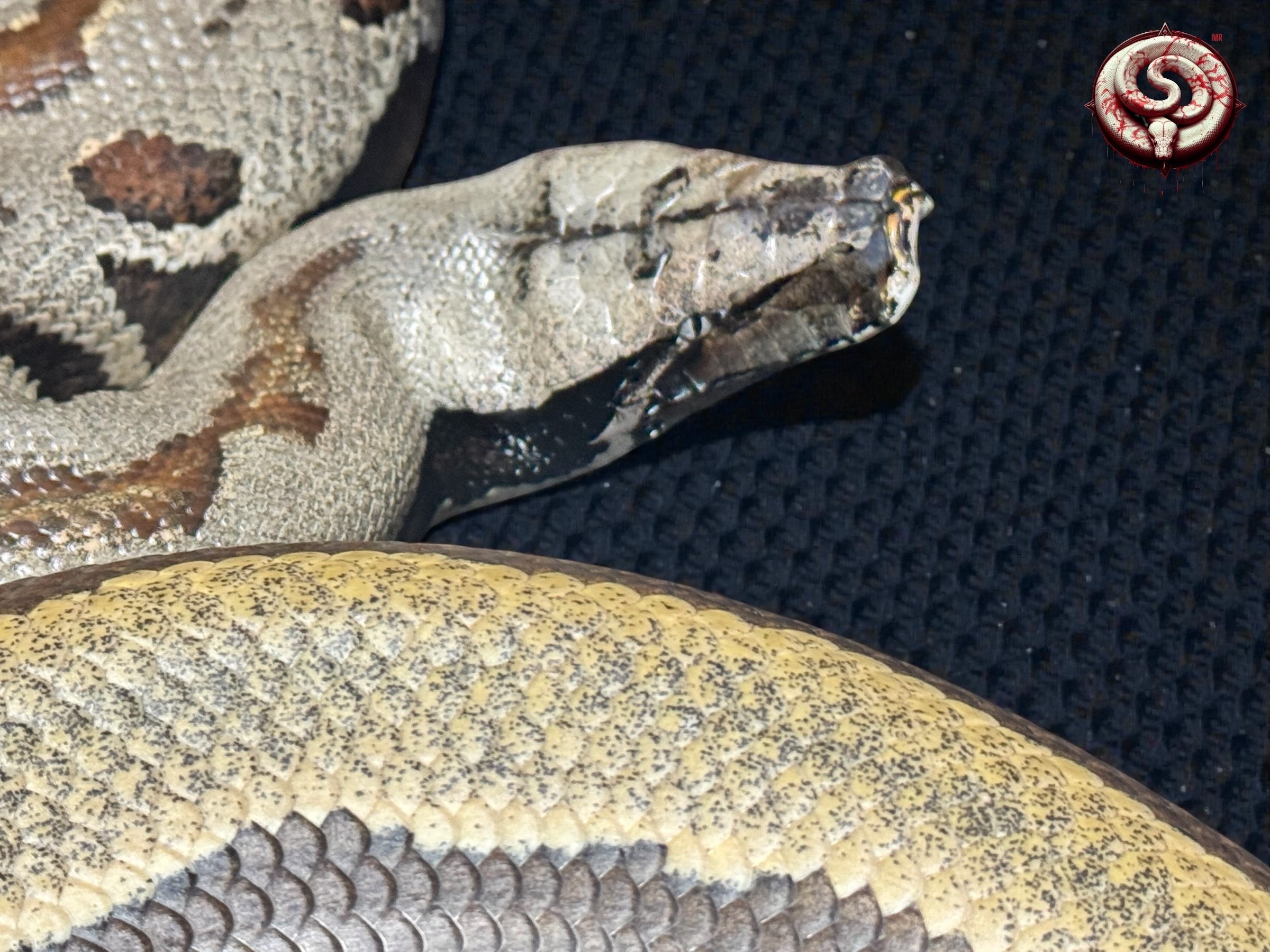 Ejemplar del criadero Top Notch Pythons MX